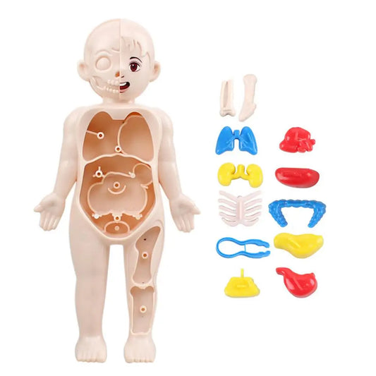 7 Inch Height Anatomy Doll Removable Human Body Toy Set with Skeleton Visceral Brain Heart Parts Preschool Educational Organ