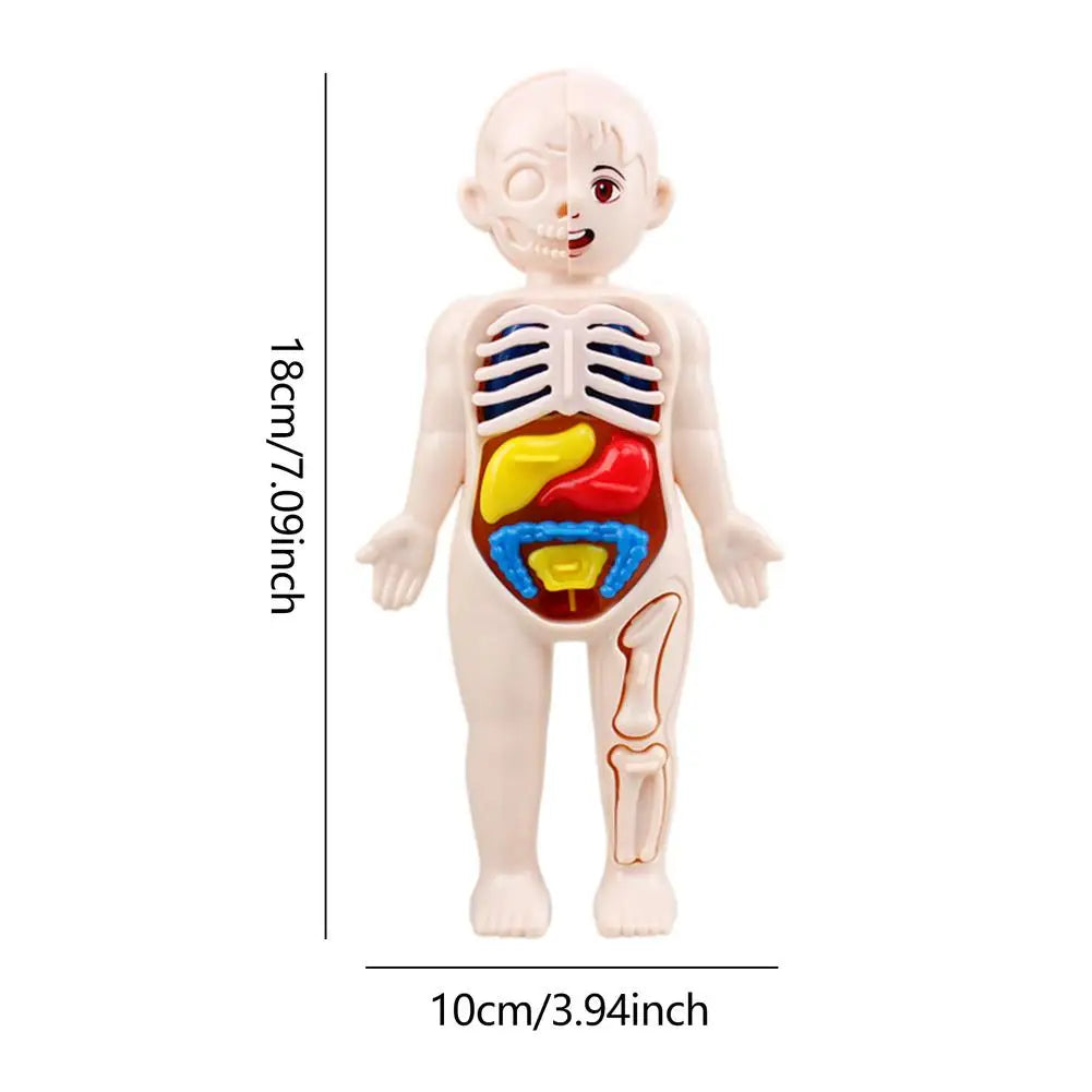 7 Inch Height Anatomy Doll Removable Human Body Toy Set with Skeleton Visceral Brain Heart Parts Preschool Educational Organ