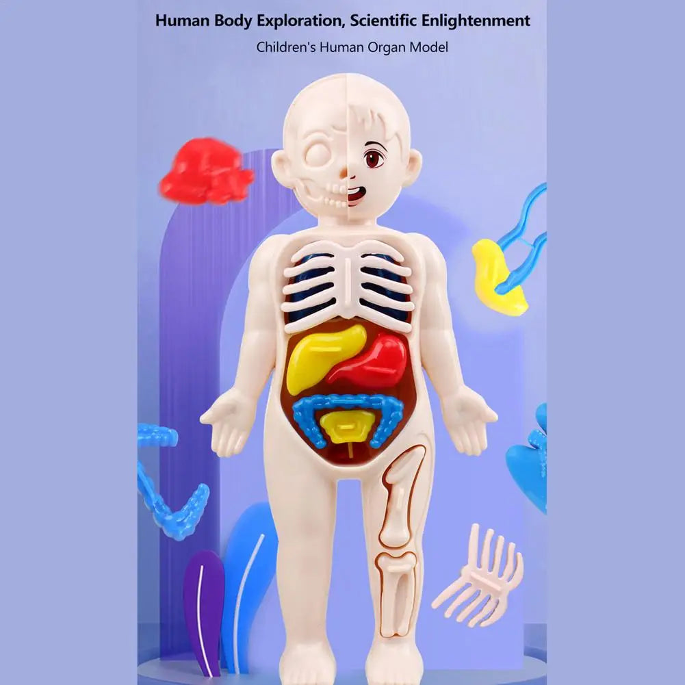 7 Inch Height Anatomy Doll Removable Human Body Toy Set with Skeleton Visceral Brain Heart Parts Preschool Educational Organ