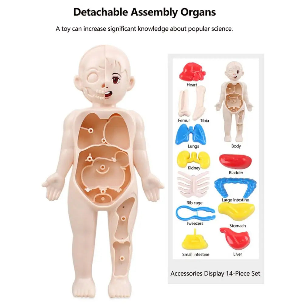 7 Inch Height Anatomy Doll Removable Human Body Toy Set with Skeleton Visceral Brain Heart Parts Preschool Educational Organ